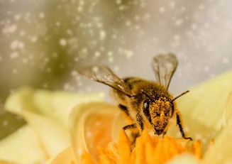 Na ratunek pszczole rasy carnica linii Dobra