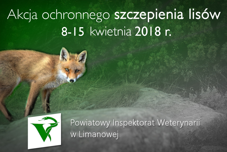 Szczepienie lisów przeciwko wściekliźnie