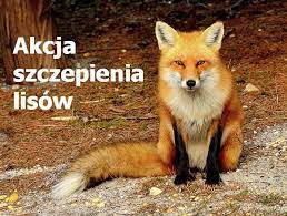 KOMUNIKAT W SPRAWIE ZMIANY TERMINU AKCJI SZCZEPIEŃ LISÓW PRZECIW WŚCIEKLIŹNIE