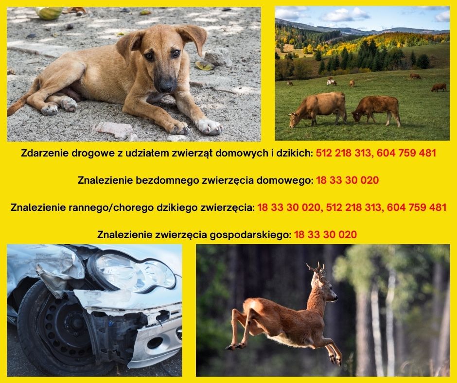 Całodobowa opieka weterynaryjna